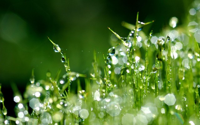 grass-macro-drops-dew-nature